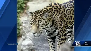 Birmingham Zoo's jaguar moving to new home in Florida
