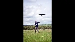 Synchronised Rocrows!