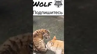 #shorts #fight #tiger #vs #wolf