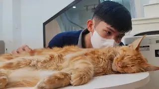 M&egrave;o v&agrave; đồ uống cuối tuần tại Catfe Coffee Nguyễn Thị Minh Khai - Cats and drinks at Catfe Coffee
