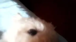 Chefito despierta