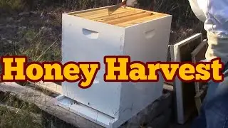 Robbing Honey From a Beehive