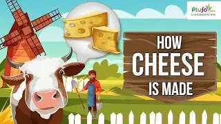 Did you ever wonder how cheese is made? | Educational Videos | Always on Learning