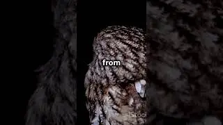 The Mysterious Night Sounds #naturelovers #facts #wildlifefascination
