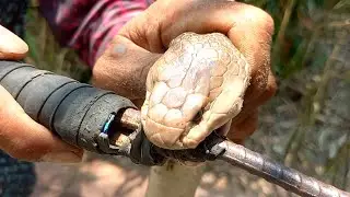 MALASAWANG COBRA SA LOOB BAHAY | JTG Kamandag