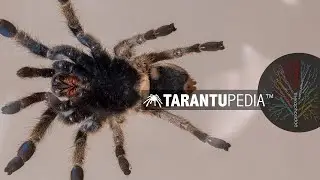 Ceratogyrus sanderi discovered in Botswana for the first time