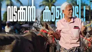 🐂Northern bull prices💸Chattipparamba Chanda | Kaala chantha malappuram |Bull Market Kerala kala