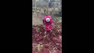 Weeding And Top Dressing The Maize Plants!