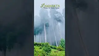 Lamahata | Darjeeling  | North Bengal #shortsvideo #lamahata #lamahattaecopark #darjeeling #travel