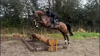 7 year old 16.1hh mare