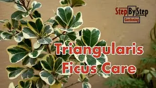 Triangularis Variegata Ficus Plant Care//How to grow and care Triangularis Variegata Ficus