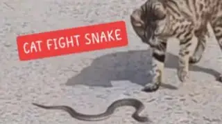  CAT-SNAKE - MEET AT THE STREET‼️