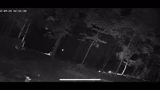 Infrared Light In Forest Tree Top Emitting Orbs Like A Portal Or Vortex