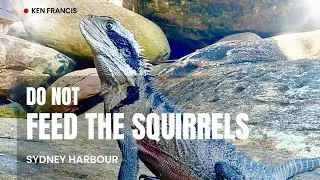 Feeding Australian Squirrels #kayaking #sydney