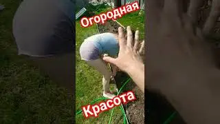 Красота огородная😍😍😍😍 #своимируками #созидатели #юмор #строительство #огород