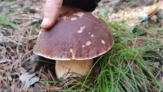 Bonitos Pinicolas. *7* Casi llego un minuto tarde. Setas 2024.