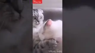 Rose Day Special ! | VMusic India | Funny Video
