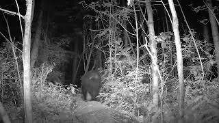 GardePro Trail Camera - Bear walks away from camera down log.