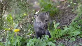 Fox kits explore fox dens