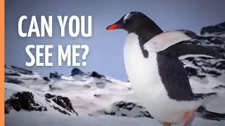 The Invisible Hunters: How Animals Became Masters of Deception | Full Documentary
