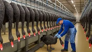 Incre&iacute;ble: As&iacute; cr&iacute;an millones de cisnes negros para carne cada a&ntilde;o