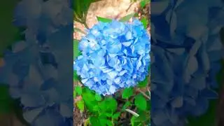 hidrengiya flower#short vedieo ##