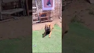 🐶 Smart Dog Saves Girl from Exploding Phone! 🔥📱