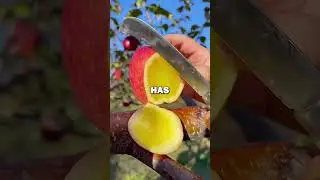 STOP EATING APPLES! #fitness #facts #nutrition #healthydiet #healthy #food #apple #science