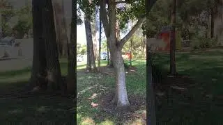 Memories of Manno (Mannering Park NSW Australia)