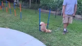 Puppy Does a Flop During Obstacle Course Training