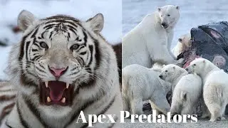 Top 9 Apex Predators In The World | Prey Animals | Hunting Animals  | The Pets Universe