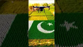 20,000 Ants Form the Pakistani Flag#pakistan #foryou #terding #happyindependenceday