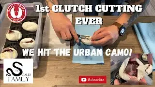 Ball Python Urban Camo Clutch Cutting! Our Very First Clutch!