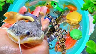 Amazing Catch Strange Ornamental CatFish In Tiny Pond, Shrimp Turtle, Dragon Guppies, Swordtail Fish