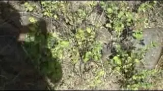 Lehman Hot Springs sewer seep
