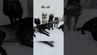 В какой игре ты живешь за РЕАЛЬНОГО ВОЛКА &mdash; от рождения до смерти?