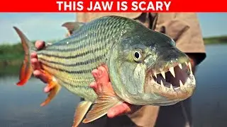 10 Of The Deadliest Fish In The World You Must Know!