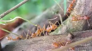 red fire ants documentary