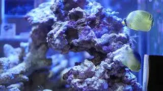 Colin's angelfish & Latticed butterflyfish (20200220)