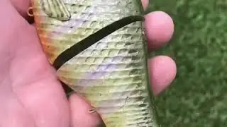 BULL SHAD BULL GLIDE CUSTOM PAINT