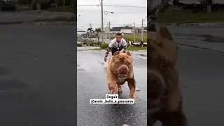 Hulck um dos melhores Pit monster do Brasil.. #dog #merle #brasil #xxl #pitbull #deus&eacute;fiel