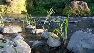 Endless Stream Serenity &ndash; Calming Night Ambience for Mind Restoration