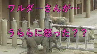 うららはワルダ―さんに怒られあとずさり⁉2024/10/22＃東山動植物園#アジアゾウ＃うらら＃ワルダ－