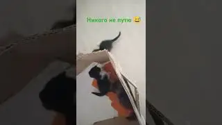 Из жизни котят VOL.2. #music #dj #remix Подписывайтесь