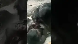 Bonobo grandmother giving her grandchild some belly raspberry tickles