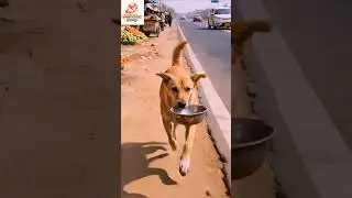 mini POWs story#animalstories #dog #shorts #tiktok