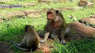 So pity Baby monkey Polino try to Test milk by hand, Polino Lull Mom Popeye till get milk in chest