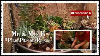 Succulent Arrangement with the Mister | #PlantTitaEpisodes | Summer Veranda Project | Azusa, CA
