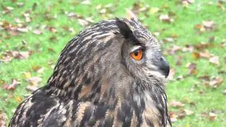 Výr velký - Bubo bubo - Eagle Owl