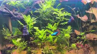 Relaxing Sleep Music for Meditation, Stress Relief & Sleep - Fish tank -